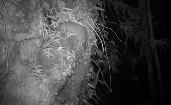 Loài chuột khổng lồ cực hiếm Uromys vika, hay còn gọi là chuột khổng lồ Vangunu, đã bất ngờ tái xuất sau nhiều năm tuyệt tích. Loài vật quý hiếm này chỉ sống trên đảo Vangunu thuộc Quần đảo Solomon và được phát hiện lần đầu vào năm 2017. Dù kích thước lớn, loài chuột này rất hiếm và ít được biết đến. (Ảnh: Người đưa tin)