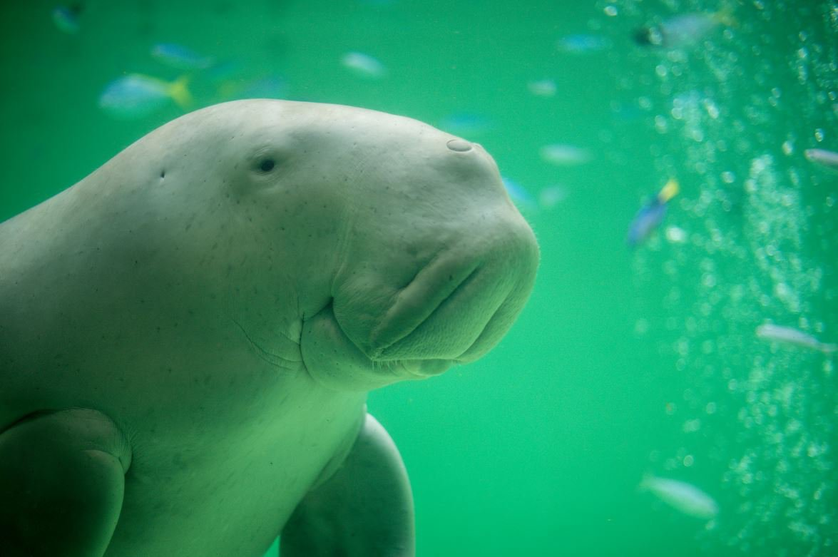 Dugong không chỉ có vai trò quan trọng trong hệ sinh thái biển mà còn là biểu tượng văn hóa ở nhiều quốc gia. Việc bảo vệ dugong và môi trường sống của chúng là cần thiết để duy trì sự cân bằng sinh thái và bảo tồn đa dạng sinh học. Các tổ chức bảo tồn như WWF đang nỗ lực để bảo vệ loài động vật quý hiếm này thông qua các chương trình giáo dục và bảo tồn.
