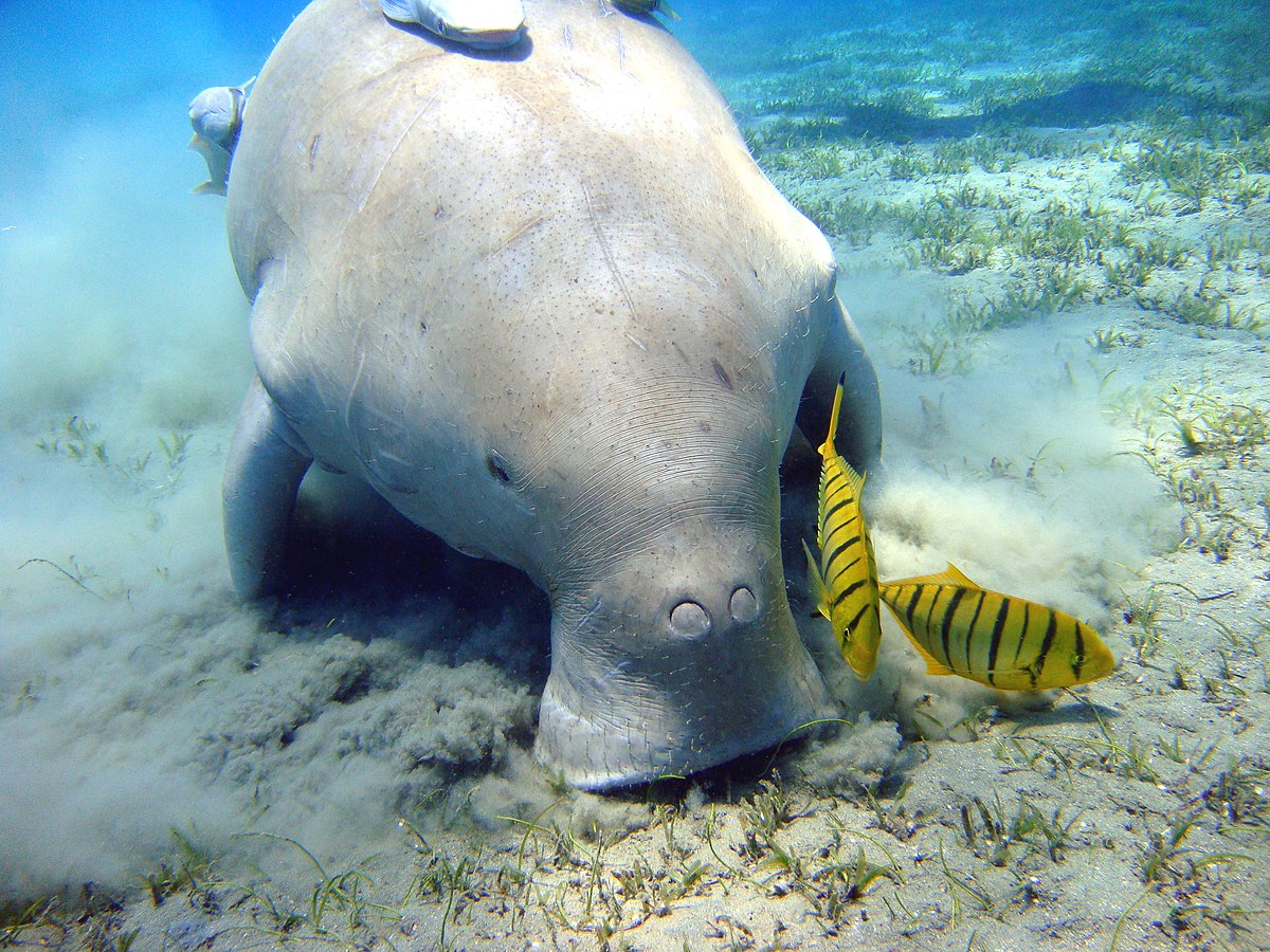 Dugong hiện đang đối mặt với nhiều mối đe dọa từ hoạt động của con người, bao gồm sự suy thoái môi trường sống, đánh bắt cá và săn bắn. Sự phát triển ven biển và ô nhiễm nước cũng góp phần làm giảm số lượng cỏ biển, nguồn thức ăn chính của dugong. Với tốc độ sinh sản chậm và tuổi thọ cao, dugong đặc biệt dễ bị tổn thương trước các tác động tiêu cực từ môi trường.