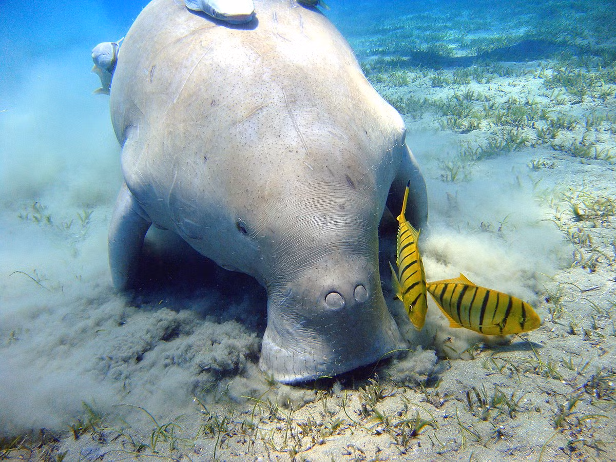Dugong hiện đang đối mặt với nhiều mối đe dọa từ hoạt động của con người, bao gồm sự suy thoái môi trường sống, đánh bắt cá và săn bắn. Sự phát triển ven biển và ô nhiễm nước cũng góp phần làm giảm số lượng cỏ biển, nguồn thức ăn chính của dugong. Với tốc độ sinh sản chậm và tuổi thọ cao, dugong đặc biệt dễ bị tổn thương trước các tác động tiêu cực từ môi trường.