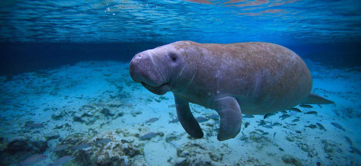 Dugong là một loài động vật biển độc đáo và quý hiếm, cần được bảo vệ và tôn trọng. Việc nâng cao nhận thức cộng đồng về tầm quan trọng của dugong và các biện pháp bảo vệ chúng là bước đi quan trọng để đảm bảo sự tồn tại của loài này trong tương lai.