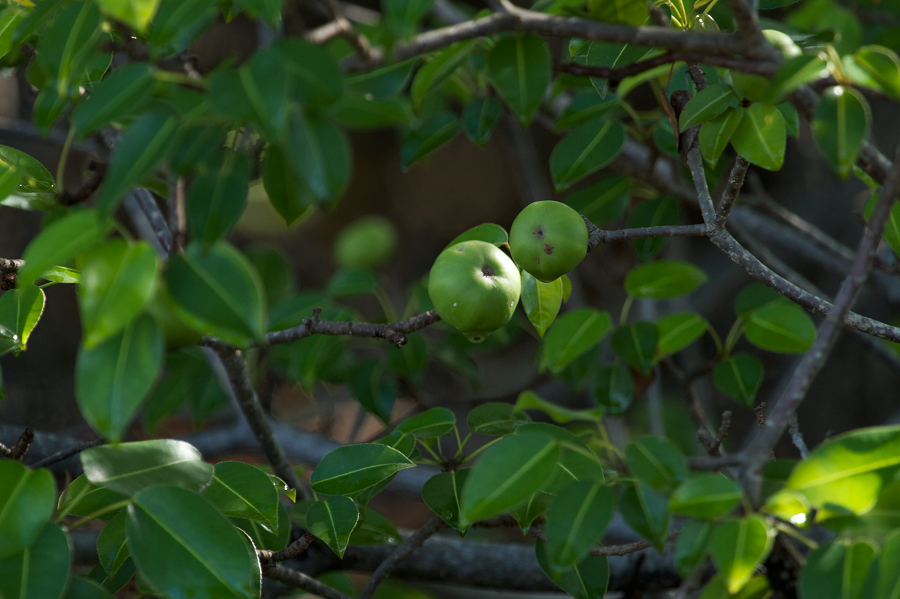 Nếu không may bẻ cây ổi độc, cây ổi độc sẽ chảy ra nhựa trắng, nhựa trắng này có độc tính rất cao, nếu nhỏ lên người sẽ khiến da có vẻ như mắc bệnh như bệnh điên, còn được gọi là "Mad Euphorbia". (Ảnh: KnowYourWeeds)