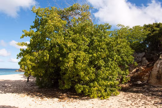 Mặc dù độc tính cao, cây ổi độc cũng có những lợi ích nhất định. Người dân địa phương từng sử dụng nhựa cây để làm chất độc bôi lên mũi tên nhằm bảo vệ quê hương khỏi quân xâm lược. Ngoài ra, bộ rễ phát triển mạnh mẽ của cây giúp bảo vệ bờ biển khỏi sự xói mòn. Gỗ của cây cũng có thể được sử dụng để làm đồ nội thất sau khi đã xử lý để loại bỏ độc tố.(Ảnh:Adobe Stock)