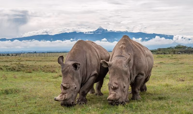  Tê giác trắng phương Bắc (Ceratotherium simum cottoni) là một trong hai phân loài của loài tê giác trắng, phân loài còn lại là tê giác trắng phương Nam. Trước đây, tê giác trắng phương Bắc từng sinh sống rộng rãi ở các khu vực Đông và Trung Phi, từ Chad, Cameroon đến Uganda và Nam Sudan. (Ảnh: Explorers Against Extinction)