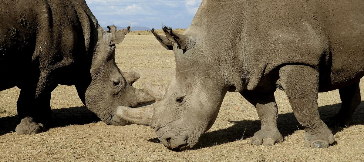 Tê giác trắng phương Bắc hiện đang đứng trước nguy cơ tuyệt chủng cực kỳ cao.(Ảnh: Love the Last)