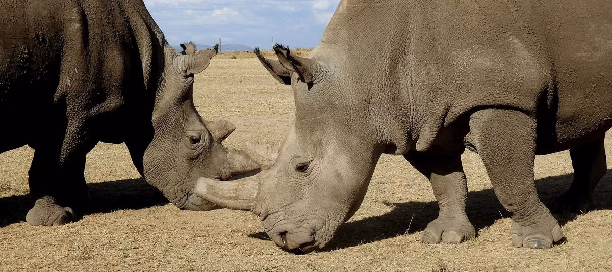 Tê giác trắng phương Bắc hiện đang đứng trước nguy cơ tuyệt chủng cực kỳ cao.(Ảnh: Love the Last)
