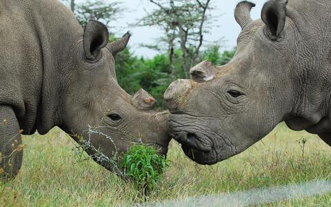 Tê giác trắng phương Bắc không chỉ là một biểu tượng của sự đa dạng sinh học mà còn là lời nhắc nhở về những hậu quả nghiêm trọng của nạn săn trộm và mất môi trường sống. Những nỗ lực bảo tồn hiện tại, dù đầy thách thức, vẫn mang lại hy vọng cho tương lai của loài này. Chúng ta cần tiếp tục hỗ trợ và đầu tư vào các dự án bảo tồn để đảm bảo rằng tê giác trắng phương Bắc không chỉ tồn tại trong ký ức mà còn trong thực tế. (Ảnh: Max Delbrück Center for Molecular Medicine).