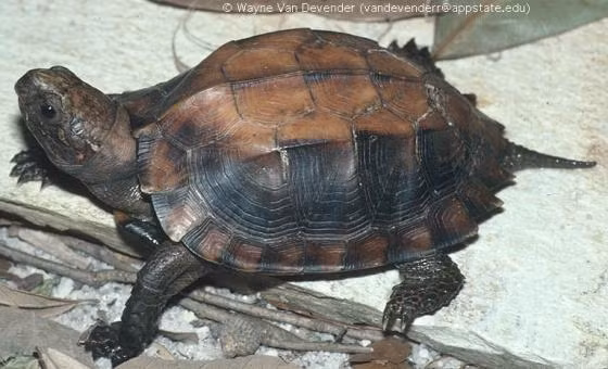 Rùa sa nhân thường sống trong môi trường tự nhiên, ẩn mình dưới các lớp lá mục, cỏ khô và gỗ mục.(Ảnh:The Reptile Database)