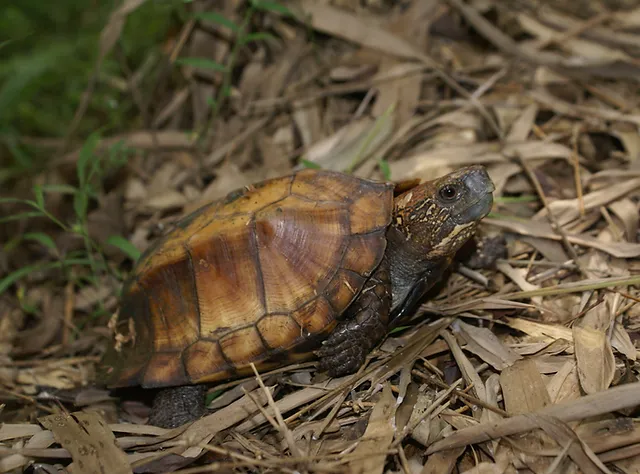 Rùa sa nhân, với tên khoa học là Cuora mouhotii, là một trong những loài rùa quý hiếm và đang đối diện với nguy cơ tuyệt chủng. Loài rùa này không chỉ có giá trị sinh học mà còn mang ý nghĩa lớn trong việc bảo tồn đa dạng sinh học của Việt Nam.(Ảnh:Wikipedia)