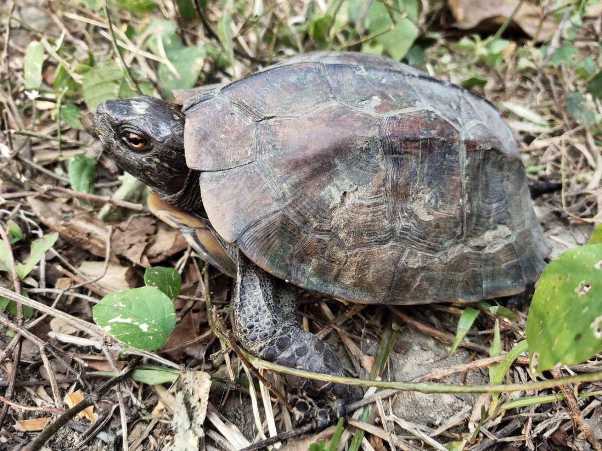 Để ngăn chặn tình trạng này, các cơ quan chức năng cần tăng cường các biện pháp bảo tồn, giám sát và kiểm soát việc săn bắt trái phép.(Ảnh:Bhutan Biodiversity Portal)