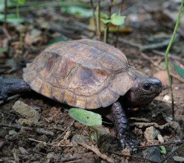Rùa sa nhân hiện đang đối diện với nguy cơ tuyệt chủng do sự tàn phá môi trường sống, việc săn bắt trái phép và mất môi trường sống tự nhiên. Việc phá hủy rừng cũng là một nguyên nhân chính dẫn đến giảm số lượng rùa sa nhân. (Ảnh:Asian Turtle Program)