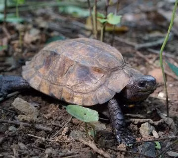 Rùa sa nhân hiện đang đối diện với nguy cơ tuyệt chủng do sự tàn phá môi trường sống, việc săn bắt trái phép và mất môi trường sống tự nhiên. Việc phá hủy rừng cũng là một nguyên nhân chính dẫn đến giảm số lượng rùa sa nhân. (Ảnh:Asian Turtle Program)