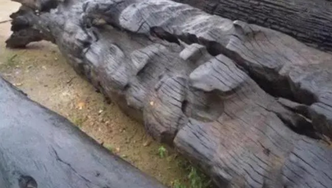 Gỗ âm trầm, với những đặc tính độc đáo và giá trị văn hóa sâu sắc, xứng đáng được coi là một trong những loại gỗ quý hiếm nhất thế giới.