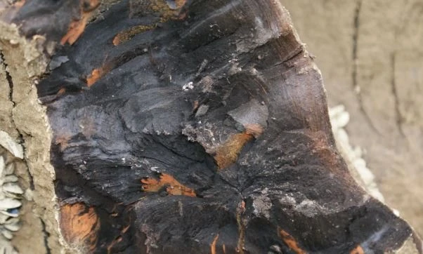 Gỗ âm trầm, còn được biết đến với tên gọi “Đông Phương Thần Mộc”, là một loại gỗ quý hiếm và có giá trị cao trong ngành nội thất và thủ công mỹ nghệ. Loại gỗ này đã tồn tại hàng ngàn năm dưới lòng đất, trải qua quá trình cacbon hóa tự nhiên, tạo nên những đặc tính độc đáo và quý giá.