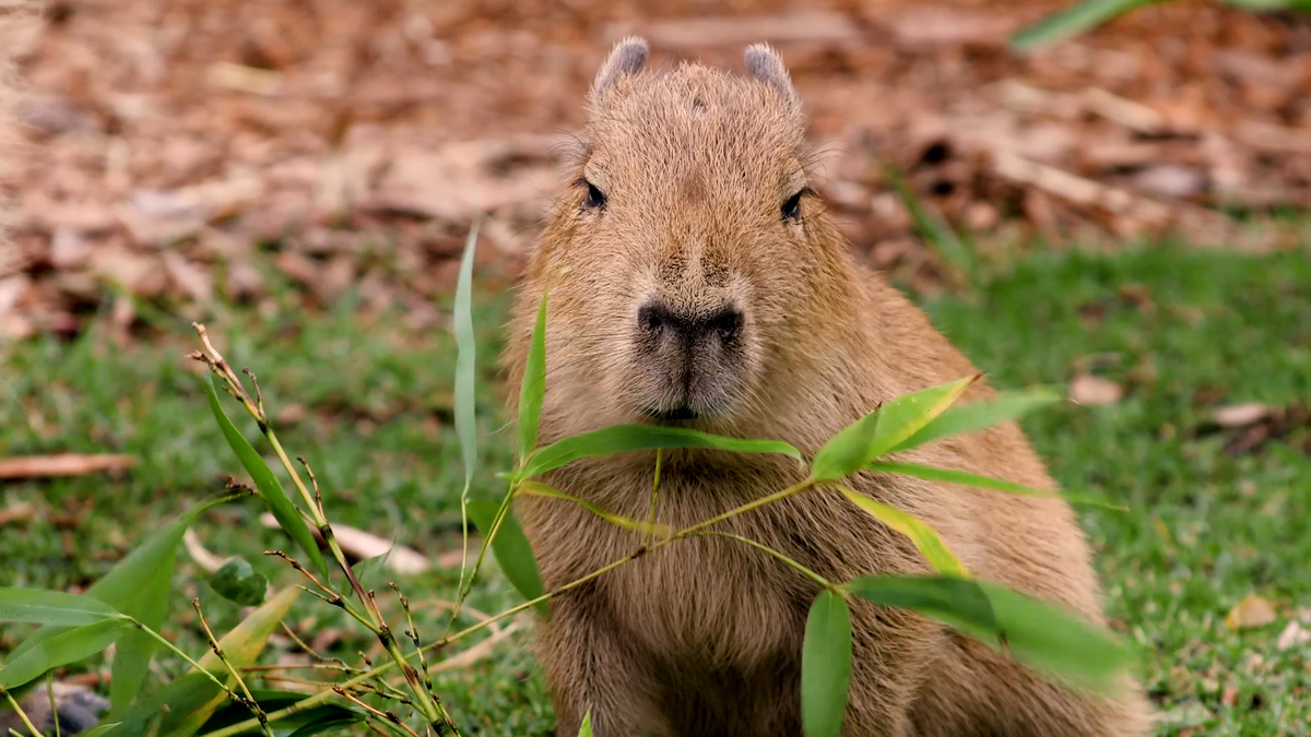 Phân của loài chuột lang nước (capybara) ở rừng nhiệt đới Amazon trở thành nguồn dinh dưỡng quý giá cho nhiều loài động vật như khỉ, chim, và côn trùng. (Ảnh: Sydney Zoo)