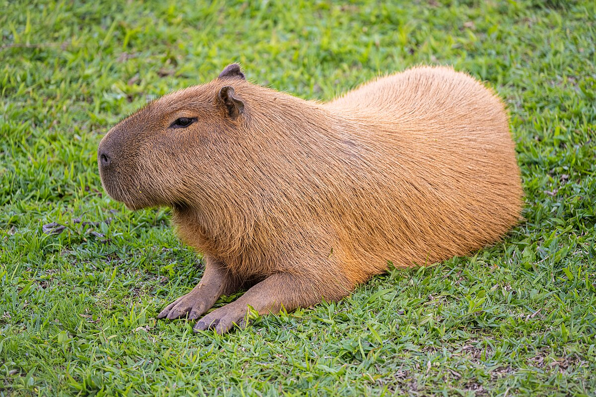 Chuột lang nước, hay còn gọi là capybara, là loài gặm nhấm lớn nhất thế giới, nổi tiếng với kích thước ấn tượng và tính cách hiền hòa. (Ảnh:Wikipedia)