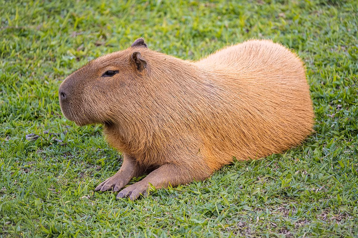 Chuột lang nước, hay còn gọi là capybara, là loài gặm nhấm lớn nhất thế giới, nổi tiếng với kích thước ấn tượng và tính cách hiền hòa. (Ảnh:Wikipedia)