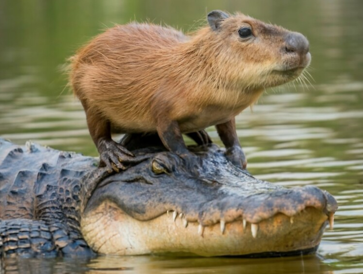 Đặc biệt, cá sấu còn bảo vệ khu vực nơi capybara phóng uế để đảm bảo được tiếp cận với phân giàu chất dinh dưỡng. Hiện tượng này thể hiện sự cộng sinh độc đáo trong tự nhiên, khi các loài động vật hợp tác và cạnh tranh để sinh tồn trong môi trường khắc nghiệt.(Ảnh:Redbubble)