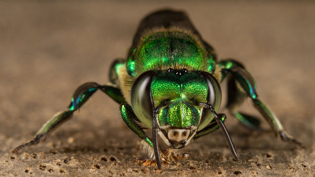 Chính bởi vậy, ong phong lan không chỉ là loài sở hữu vẻ ngoài bắt mắt mà chúng còn là một loài côn trùng vô cùng thơm tho