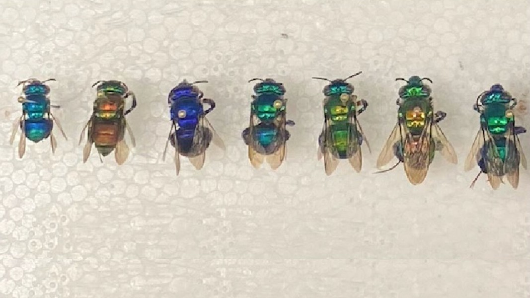 Có khoảng 200 loài ong phong lan được tìm thấy ở ở Nam Mỹ và Trung Mỹ