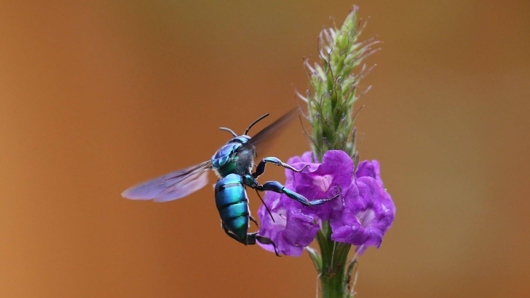 Tuy nhiên, loài ong phong lan không hề tạo ra mật ong