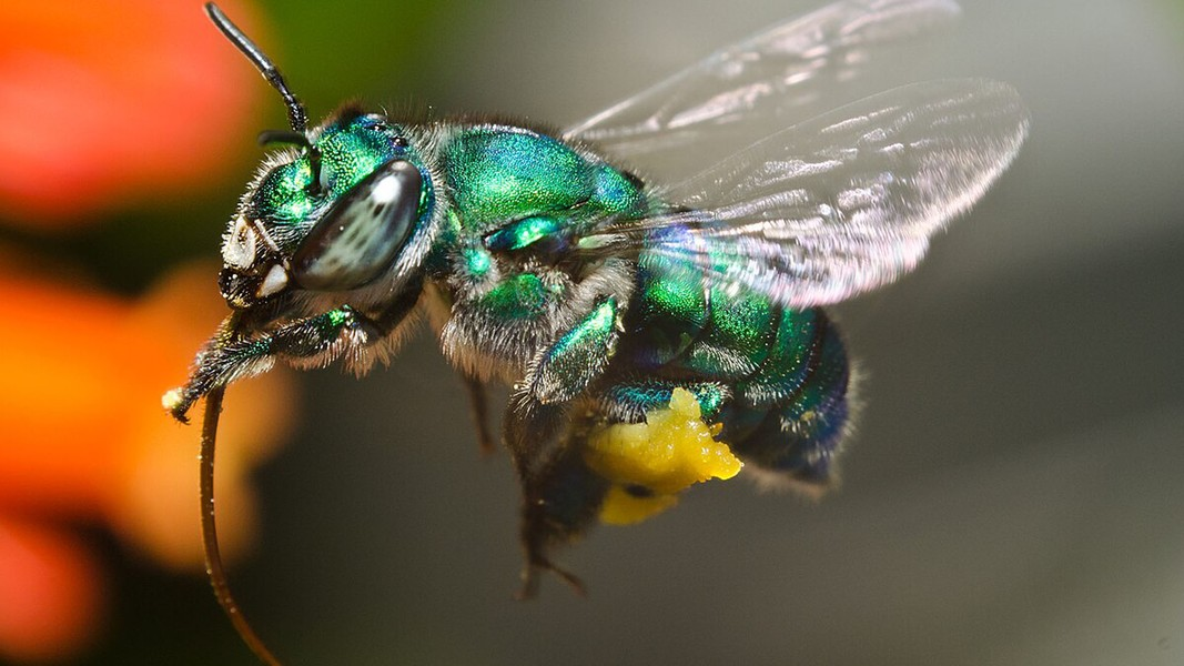 Những con non sẽ rời tổ, bắt đầu cuộc sống tự lập ngay sau khi nở và chúng không bao giờ quay lại