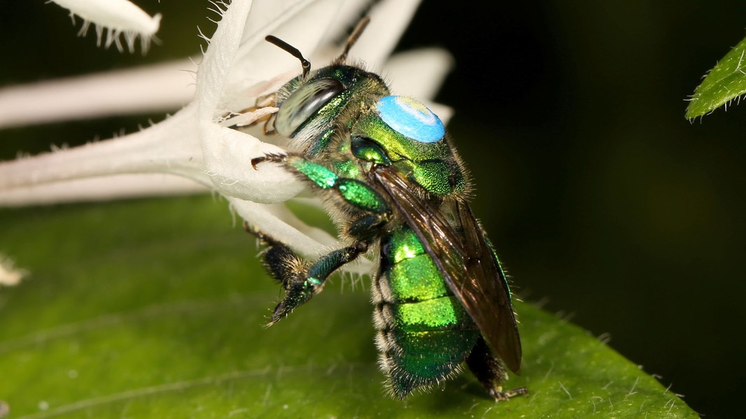 Chiếc lưỡi dài này đã giúp chúng dễ dàng lấy mật và phấn hoa trong các bông hoa