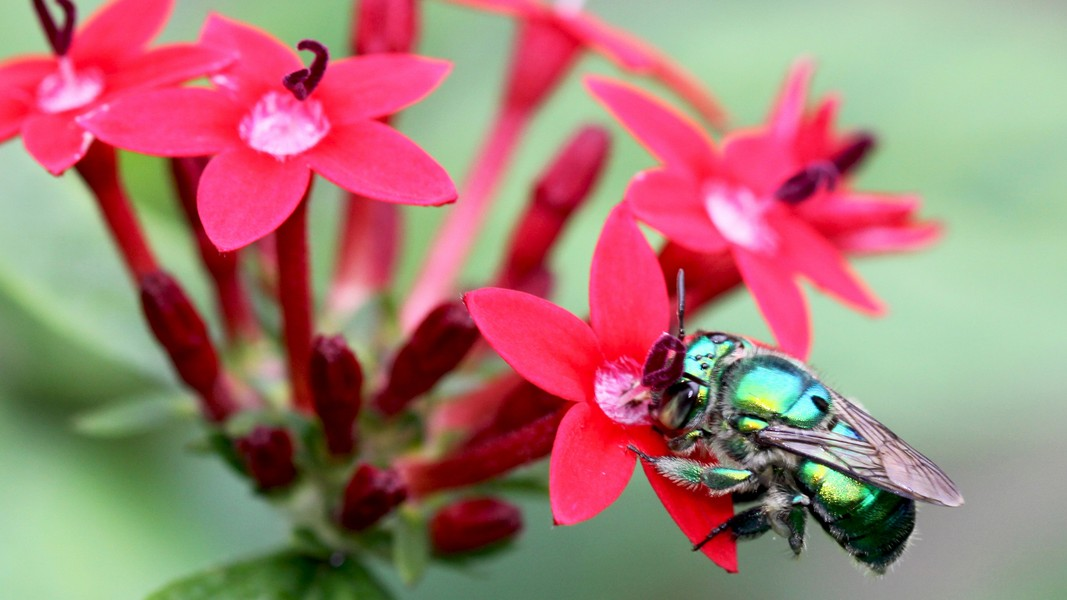 Trong khi con cái thu thập phấn hoa và mật hoa làm thức ăn thì ong đực thu thập phấn hoa và tạo ra những loài "nước hoa" độc đáo của riêng chúng