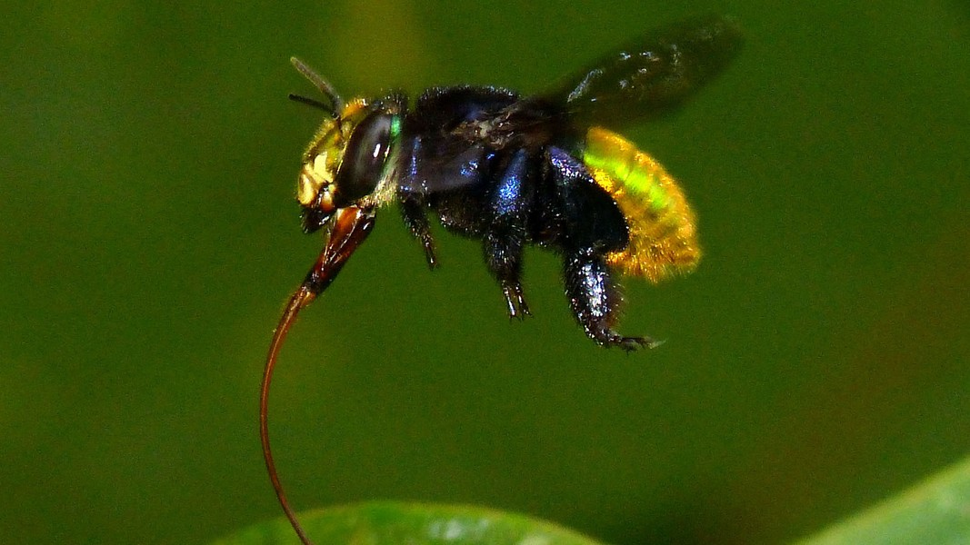 Ong phong lan rất dễ phân biệt bởi chúng có lưỡi dài và mỏng, gấp đôi chiều dài cơ thể