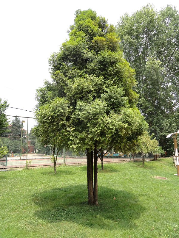 3. Pơ mu (Fokienia hodginsii): Pơ mu là loài cây gỗ lớn thuộc họ Hoàng đàn (Cupressaceae), phân bố chủ yếu ở các tỉnh miền núi phía Bắc và Tây Nguyên. Cây có thân thẳng, cao tới 30m, gỗ có mùi thơm đặc trưng và được sử dụng nhiều trong xây dựng và làm đồ nội thất. (Ảnh:Wikipedia)