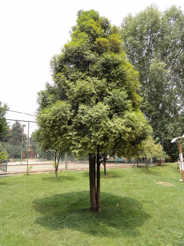 3. Pơ mu (Fokienia hodginsii): Pơ mu là loài cây gỗ lớn thuộc họ Hoàng đàn (Cupressaceae), phân bố chủ yếu ở các tỉnh miền núi phía Bắc và Tây Nguyên. Cây có thân thẳng, cao tới 30m, gỗ có mùi thơm đặc trưng và được sử dụng nhiều trong xây dựng và làm đồ nội thất. (Ảnh:Wikipedia)