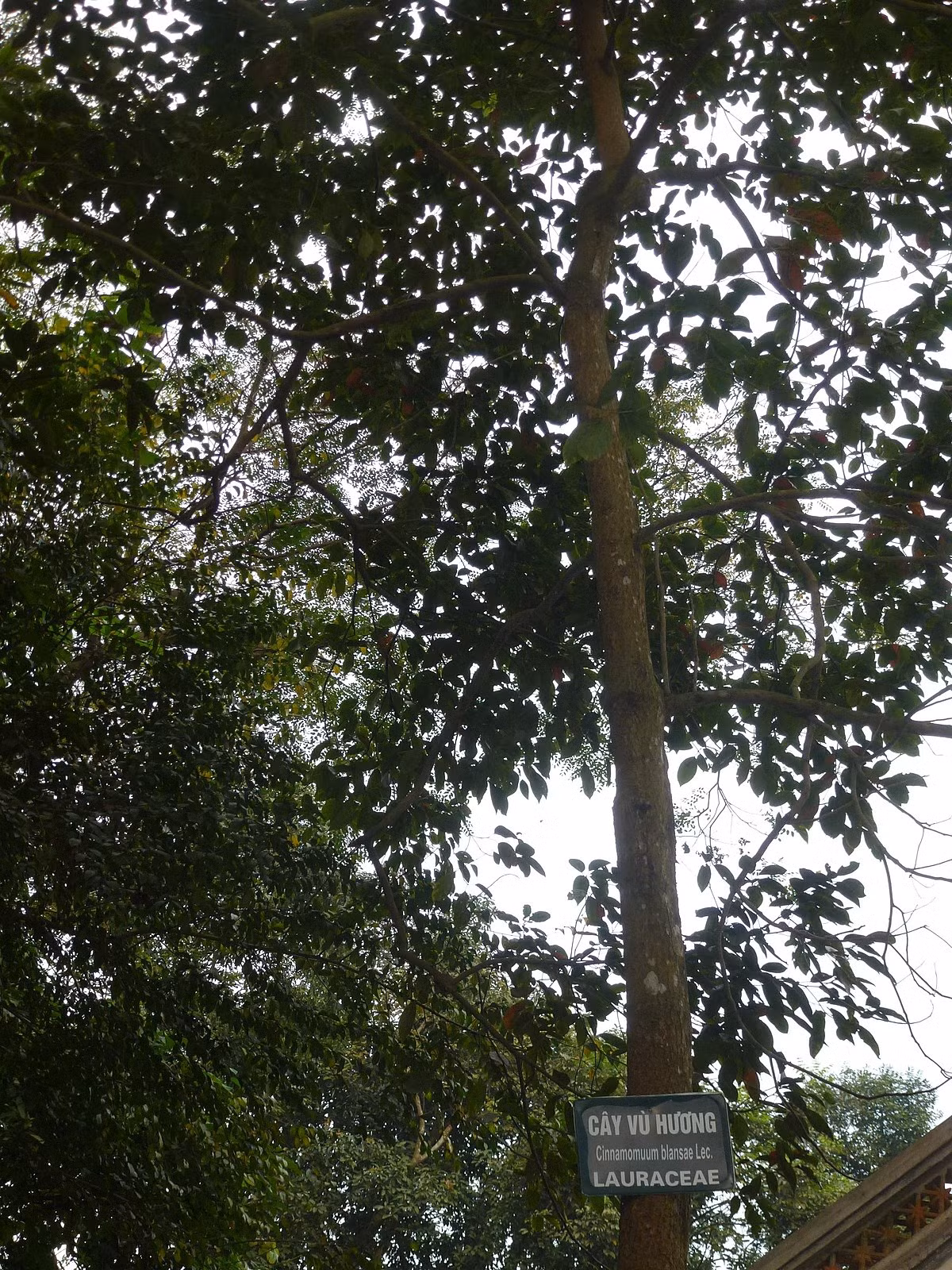 Bình linh nghệ được xếp vào danh sách các loài thực vật nguy cấp (EN) theo Sách Đỏ Việt Nam. Sự suy giảm số lượng chủ yếu do khai thác gỗ và mất môi trường sống. (Ảnh:Wikimedia Commons)