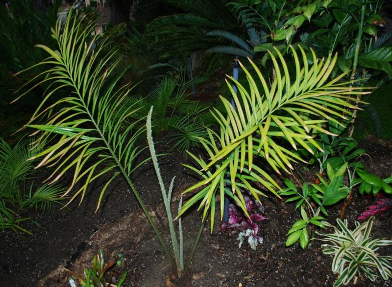 1. Tuế lá xẻ (Cycas micholitzii): Đây là một trong những loài cây trong Sách đỏ ở Khu bảo tồn thiên nhiên Hòn Bà. Tuế lá xẻ là loài cây thuộc họ Tuế (Cycadaceae), phân bố chủ yếu ở các tỉnh như Kon Tum, Gia Lai, Đắk Lắk và Lâm Đồng. Cây có thân hóa gỗ, thường nằm trong đất, lá dài từ 1-2,4m với các lá chét giả màu xanh sẫm. Tuế lá xẻ có khả năng chịu lửa rừng và thường mọc dưới tán rừng rậm thường xanh. (Ảnh: Agaveville)