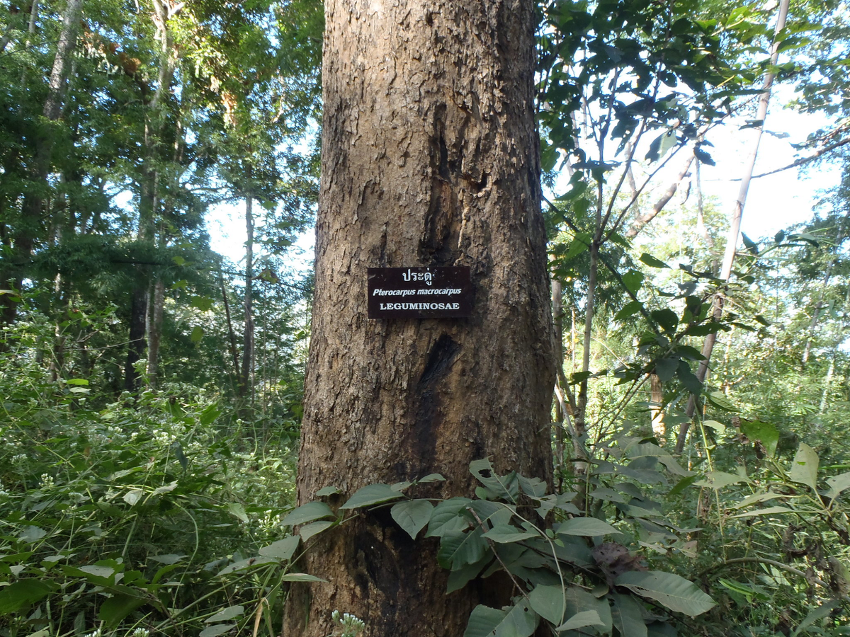 Dáng hương được xếp vào danh sách các loài thực vật nguy cấp (EN) theo Sách Đỏ Việt Nam và IUCN. Loài này bị đe dọa bởi sự khai thác gỗ và mất môi trường sống. (Ảnh:iNaturalist)