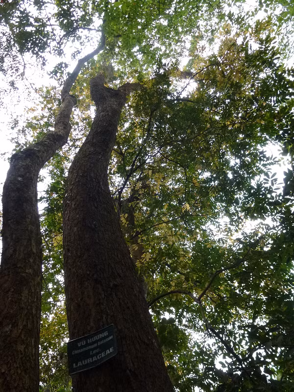 6. Bình linh nghệ (Cinnamomum balansae): Bình linh nghệ là loài cây gỗ lớn thuộc họ Long não (Lauraceae), phân bố chủ yếu ở các tỉnh miền Trung và Tây Nguyên. Gỗ có màu vàng nhạt, vân đẹp và có mùi thơm, được sử dụng nhiều trong xây dựng và làm đồ nội thất. (Ảnh:Wikipedia)