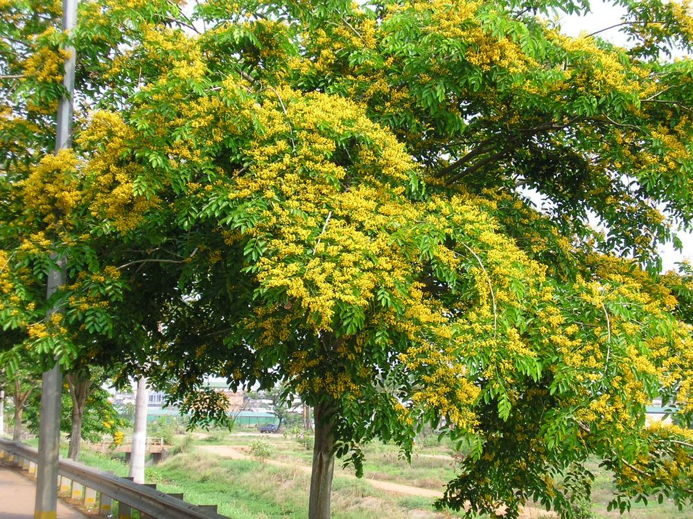 5. Dáng hương (Pterocarpus macrocarpus): Dáng hương là loài cây gỗ lớn thuộc họ Đậu (Fabaceae), phân bố chủ yếu ở các tỉnh miền Trung và Tây Nguyên. Gỗ dáng hương có màu vàng, vân đẹp và có mùi thơm, được sử dụng nhiều trong xây dựng và làm đồ nội thất. (Ảnh:Pha Tad Ke Botanical Garden)