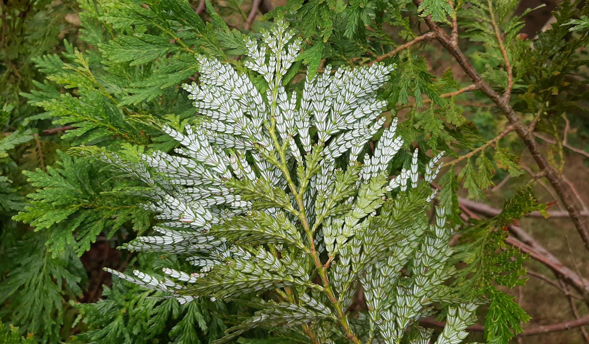 Pơ mu được xếp vào danh sách các loài thực vật nguy cấp (EN) theo Sách Đỏ Việt Nam và IUCN. Gỗ của loài này có giá trị cao, dẫn đến việc khai thác quá mức và suy giảm số lượng. (Ảnh:Trees and Shrubs Online)