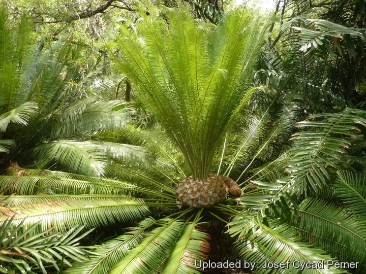 Tuế lược cũng được xếp vào danh sách các loài thực vật nguy cấp (EN) theo Sách Đỏ Việt Nam và IUCN. Loài này đang bị đe dọa bởi sự phá rừng và khai thác không bền vững. (Ảnh:LLIFLE)