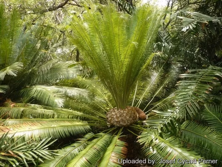 Tuế lược cũng được xếp vào danh sách các loài thực vật nguy cấp (EN) theo Sách Đỏ Việt Nam và IUCN. Loài này đang bị đe dọa bởi sự phá rừng và khai thác không bền vững. (Ảnh:LLIFLE)