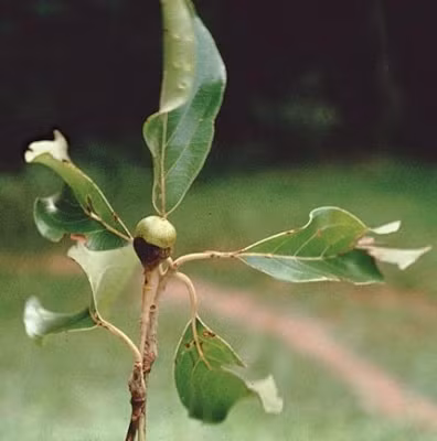 7. Vù hương (Cinnamomum parthenoxylon): Vù hương là loài cây gỗ lớn thuộc họ Long não (Lauraceae), phân bố chủ yếu ở các tỉnh miền Trung và Tây Nguyên. Gỗ có màu vàng nhạt, vân đẹp và có mùi thơm, được sử dụng nhiều trong xây dựng và làm đồ nội thất. (Ảnh:Useful Tropical Plants)
