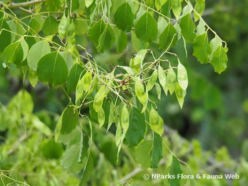 4. Trắc (Dalbergia cochinchinensis): Trắc là loài cây gỗ quý thuộc họ Đậu (Fabaceae), phân bố ở các tỉnh miền Trung và Tây Nguyên. Gỗ trắc có màu đỏ sẫm, vân đẹp và rất bền, được sử dụng nhiều trong chế tác đồ gỗ cao cấp và nghệ thuật. (Ảnh:National Parks Board (NParks)