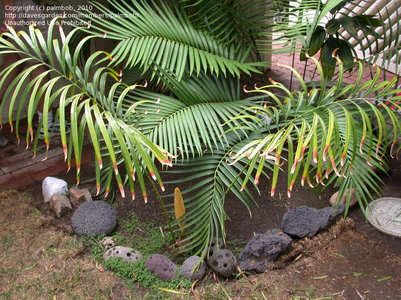 Tuế lá xẻ được xếp vào danh sách các loài thực vật nguy cấp (EN) theo Sách Đỏ Việt Nam và IUCN. Sự suy giảm số lượng cá thể chủ yếu do mất môi trường sống và khai thác quá mức. (Ảnh:Agaveville)