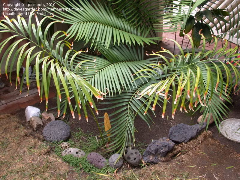 Tuế lá xẻ được xếp vào danh sách các loài thực vật nguy cấp (EN) theo Sách Đỏ Việt Nam và IUCN. Sự suy giảm số lượng cá thể chủ yếu do mất môi trường sống và khai thác quá mức. (Ảnh:Agaveville)