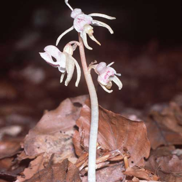 Trong Sách Đỏ của Liên minh Bảo tồn Thiên nhiên Quốc tế liệt hoa lan ma là loài thực vật “cực kỳ nguy cấp”. Ảnh: Independent