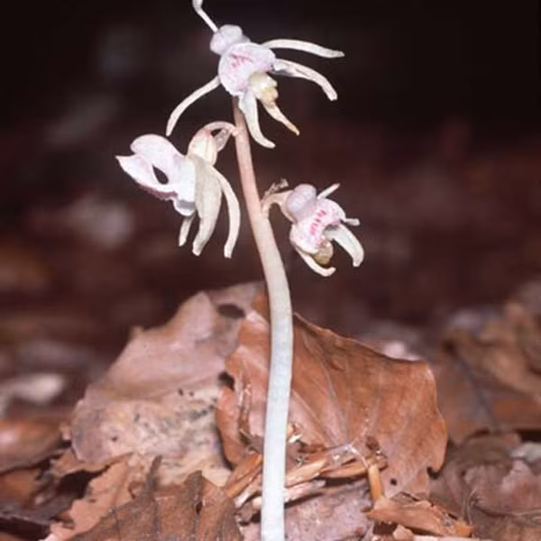 Trong Sách Đỏ của Liên minh Bảo tồn Thiên nhiên Quốc tế liệt hoa lan ma là loài thực vật “cực kỳ nguy cấp”. Ảnh: Independent