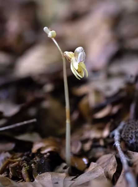 Epipogium aphyllum, loài lan ma, là một loài lan mycoheterotrophic, không có lá và không có diệp lục nên không thể quang hợp.