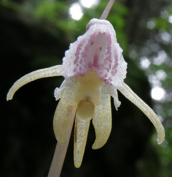 Nó thường chỉ xuất hiện trên nền rừng trong điều kiện tối ưu để ra hoa, nhưng chỉ tồn tại được trong vài giờ. Ảnh: Pinterest