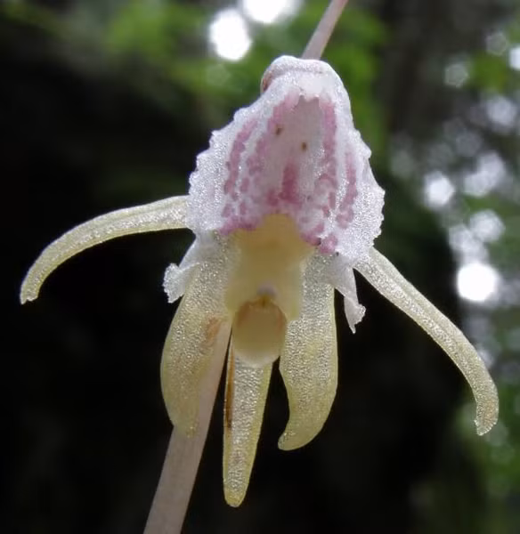 Nó thường chỉ xuất hiện trên nền rừng trong điều kiện tối ưu để ra hoa, nhưng chỉ tồn tại được trong vài giờ. Ảnh: Pinterest