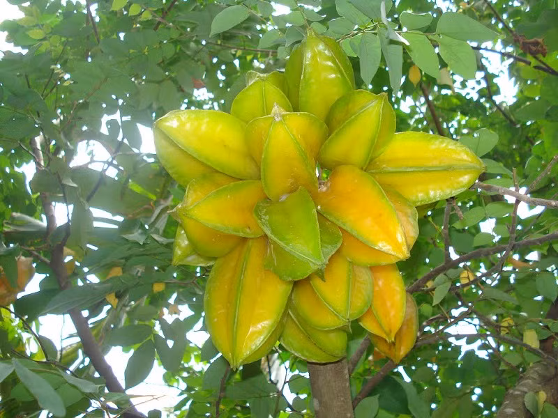 Khế là loại quả bình dân, rẻ tiền nhưng rất giàu chất chống oxy hóa và mọng nước, giúp dưỡng ẩm da hiệu quả. Ảnh: vietbao.