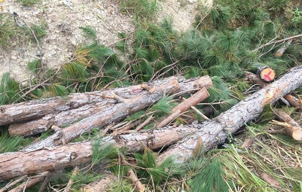  Nhiều trưởng ban quản lý bị đình chỉ công tác vì để mất rừng: Ngày 17/4, UBND tỉnh Lâm Đồng ký văn bản yêu cầu tạm đình chỉ công tác đối với người đứng đầu các Ban quản lý rừng phòng hộ Lâm Hà, Phi Liêng, Sêrêpốk, đầu nguồn Đa Nhim. Ủy ban Nhân dân tỉnh yêu cầu tạm đình chỉ 4 trưởng ban quản lý rừng trên địa bàn vì để xảy ra vi phạm trong công tác quản lý, bảo vệ rừng.